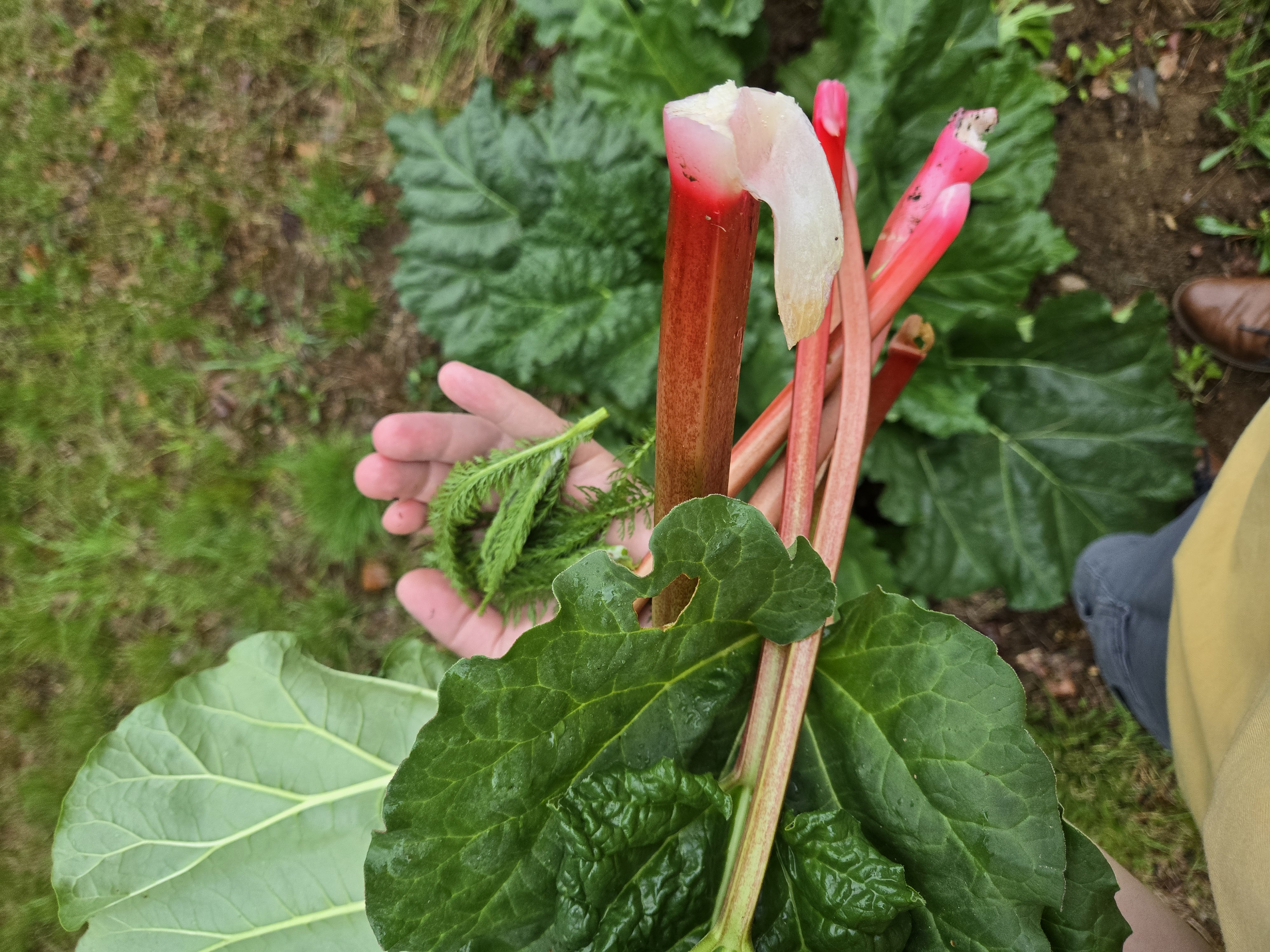 Fresh Rhubarb from the DF Private Chef media library