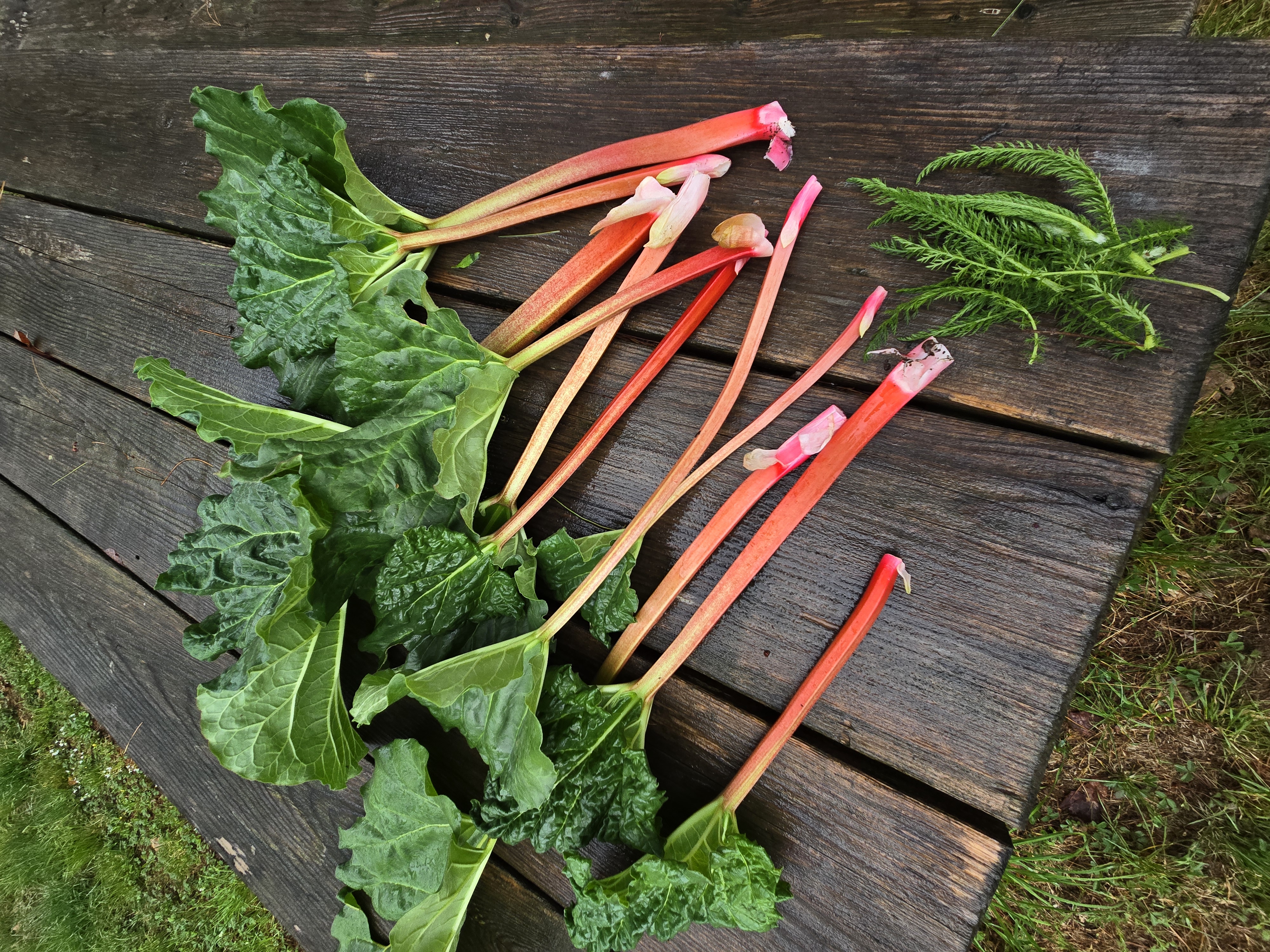 Rhubarb Yarrow from the DF Private Chef media library